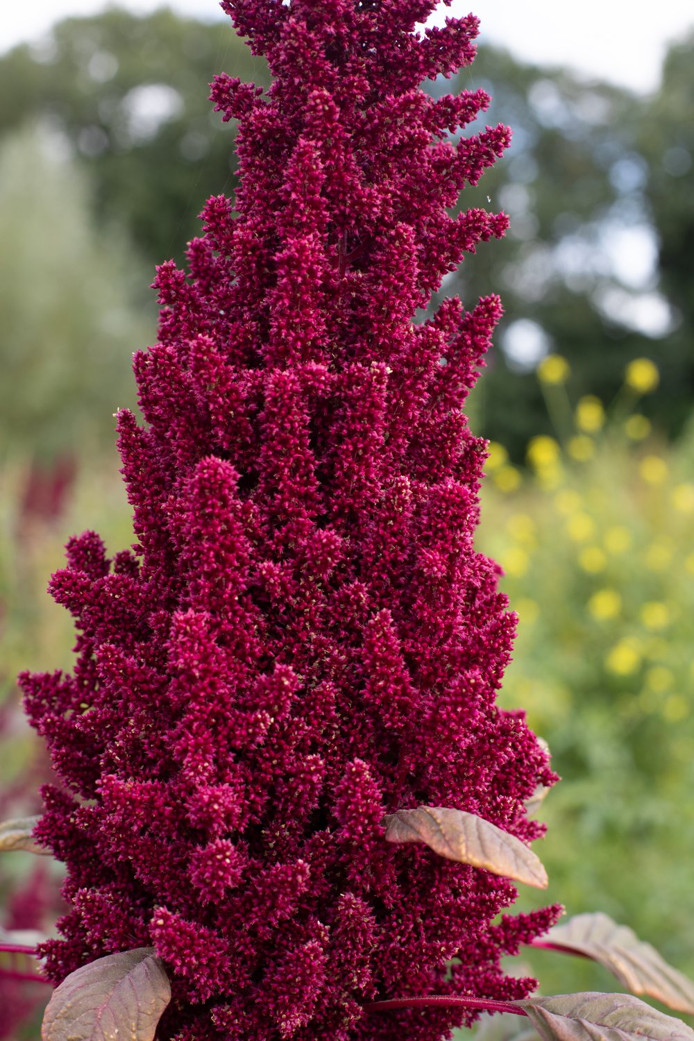 Roter Amaranth in voller Blüte